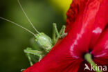 Grote groene sabelsprinkhaan (Tettigonia viridissima)