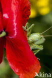 Great Green Bush-cricket (Tettigonia viridissima)