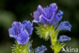 Viper s-bugloss (Echium vulgare)