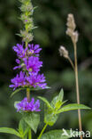 Purple Loosestrife (Lythrum salicaria)