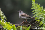 Heggemus (Prunella modularis)