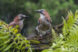 Vlaamse Gaai (Garrulus glandarius)