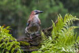 Eurasian Jay (Garrulus glandarius)