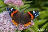 Red Admiral (Vanessa atalanta)