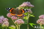 Red Admiral (Vanessa atalanta)