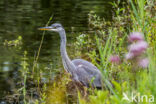 Grey Heron (Ardea cinerea)