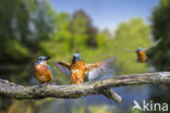 IJsvogel (Alcedo atthis)