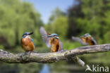 IJsvogel (Alcedo atthis)