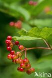 Guelder Rose