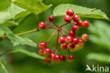 Gelderse roos (Viburnum opulus)