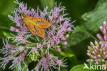 Rosy Footman (Miltochrista miniata)