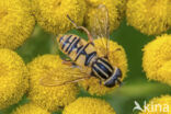 Striped Hoverfly (Helophilus pendulus)