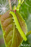 herald moth (Scoliopteryx libatrix)