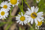 Hoverfly (Myathropa florea)