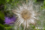 Cirsium lanceolatum