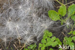 Cirsium lanceolatum