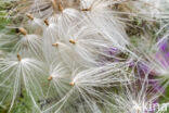 Cirsium lanceolatum