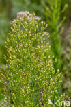 Canadian Fleabane