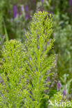 Canadian Fleabane