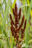 Goudzuring (Rumex maritimus)