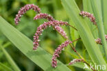 Knopige duizendknoop (Polygonum lapathifolium)