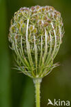 Wilde Peen (Daucus carota)