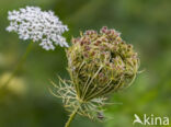 Wilde Peen (Daucus carota)