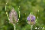Teasel (Dipsacus fullonum)