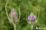 Grote kaardebol (Dipsacus fullonum)