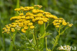 Chrysanthemum vulgare