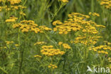 Chrysanthemum vulgare