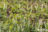 White Melilot (Melilotus albus)