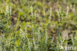 Witte honingklaver (Melilotus albus)