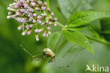 Rode hooiwagen (Opilio canestrinii)