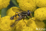 Striped Hoverfly (Helophilus pendulus)