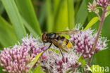 giant hoverfly (Volucella zonaria)