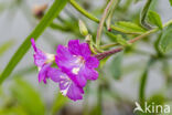 Wilgenroosje (Epilobium hirsutum)