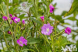 Wilgenroosje (Epilobium hirsutum)