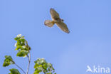 Common Kestrel (Falco tinnunculus)