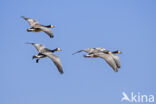 Brandgans (Branta leucopsis)