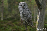 Ural Owl (Strix uralensis)