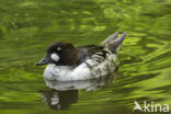 Common Goldeneye (Bucephala clangula)