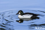 Common Goldeneye (Bucephala clangula)