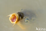 Common Carp (Cyprinus carpio)