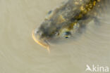 Common Carp (Cyprinus carpio)