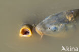 Karper (Cyprinus carpio)