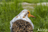 Ruff (Philomachus pugnax)