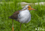 Ruff (Philomachus pugnax)