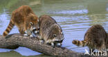 northern raccoon (Procyon lotor)