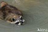 northern raccoon (Procyon lotor)